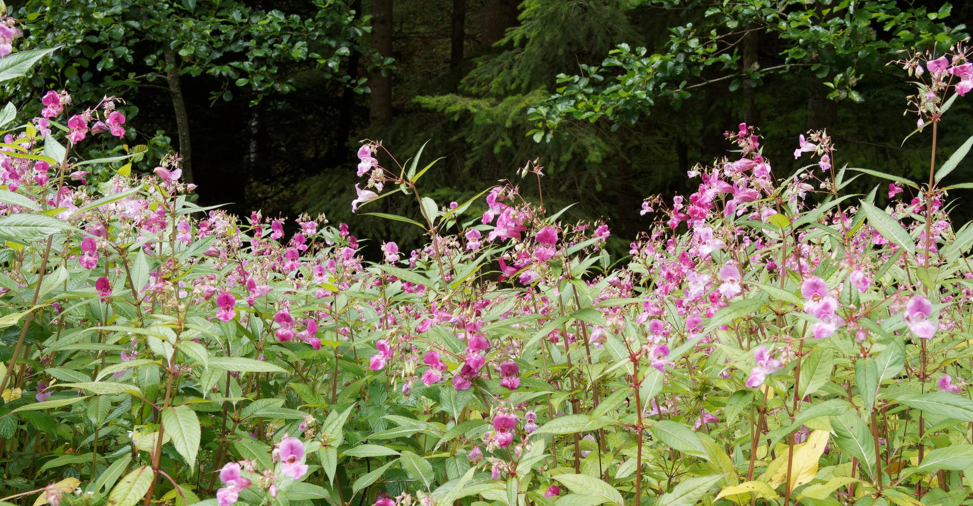 Drüsiges Springkraut, invasive Pflanze am Rande eines Weges im Schwarzwald