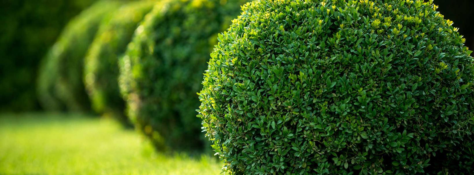 Rünz & Hoffend grüne Wiese mit runder Hecke