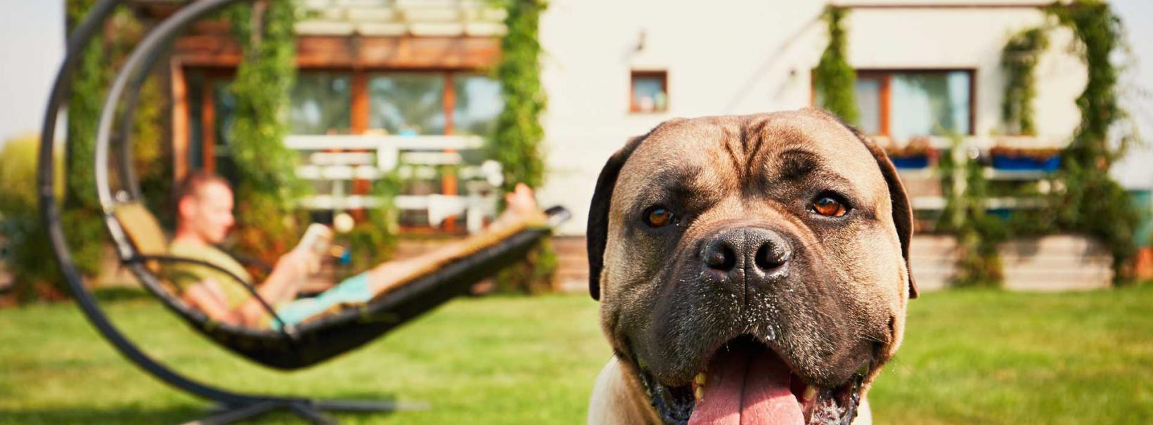 Rünz & Hoffend Hund und Mann im Garten