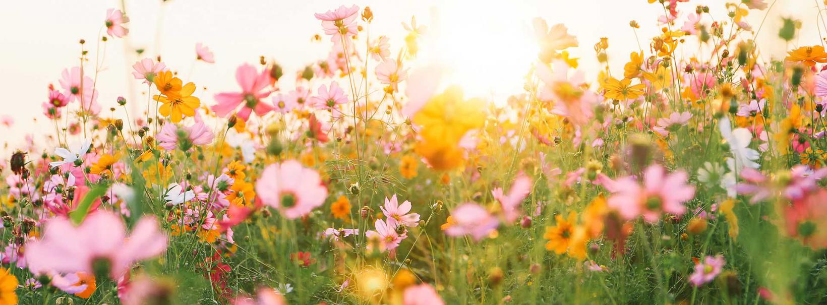 Rünz & Hoffend Blumenwiese