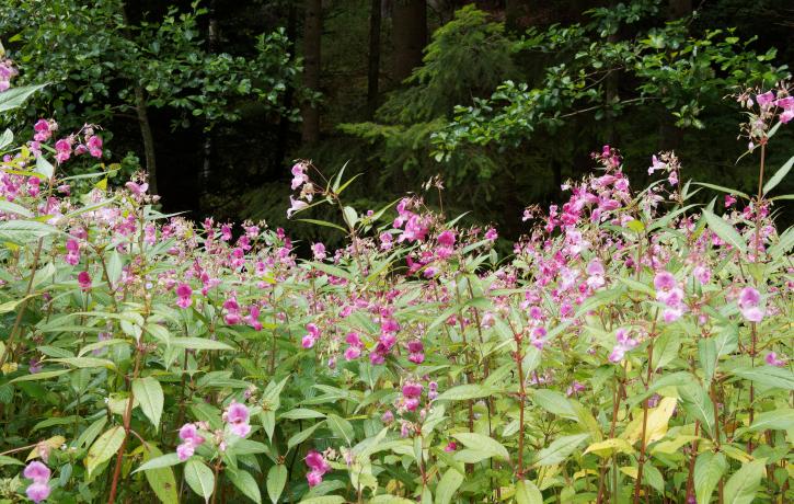 Drüsiges Springkraut, invasive Pflanze am Rande eines Weges im Schwarzwald